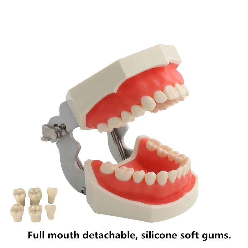 Dental Teaching Model Standard Model With 28/32 Removable Tooth Typodont Dentist Student Studying Practice Demonstration Models