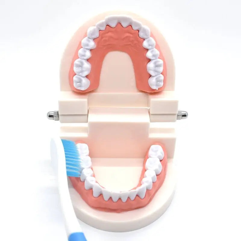 1pcs Dental Teeth Model Dentist student Model for Teaching Dentistry Material Dentist Instrument Tools Dental Lab Model