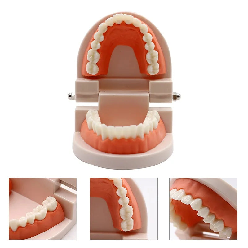 Dental Adult Teeth Model Teaching Study Typodont Demonstration White Adult Teeth Model Training Model
