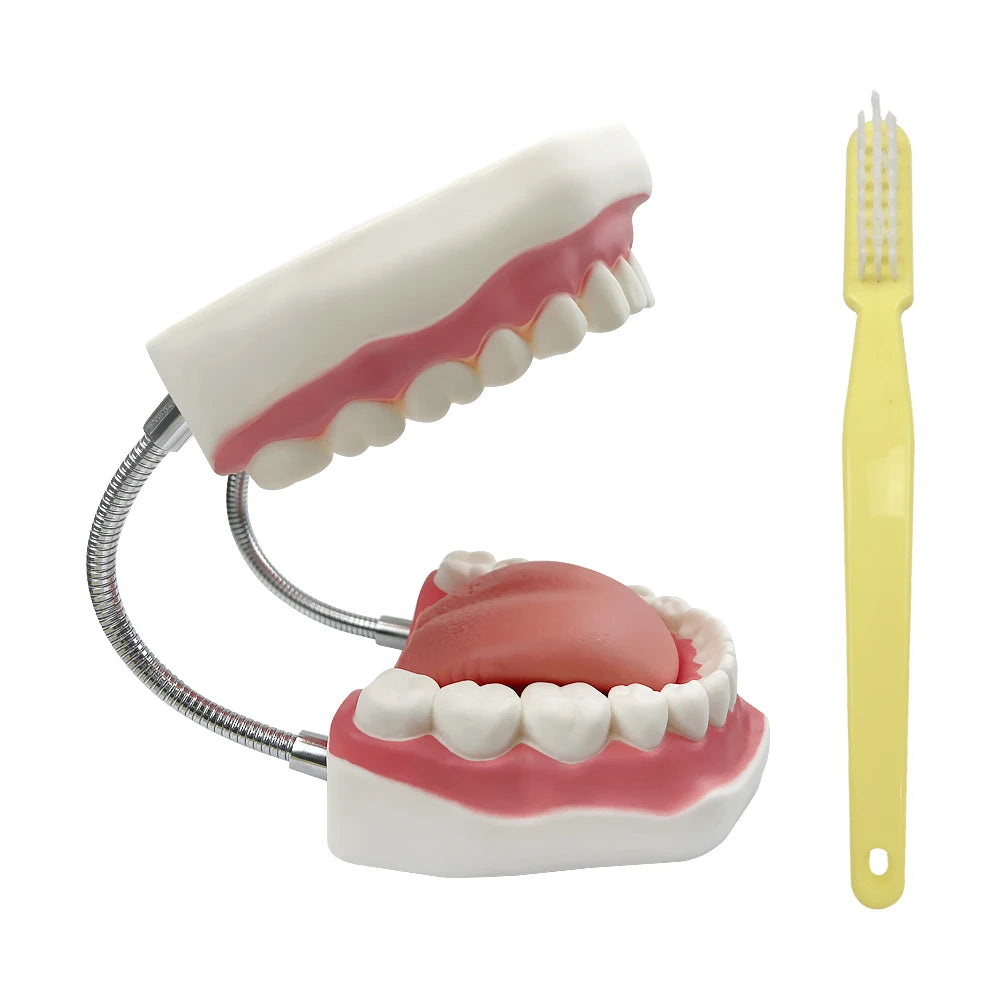 Teaching Dental Brushing Model with Big Toothbrush Standard Flossing Teeth Model Normal Dentist Practice Training Teaching Model