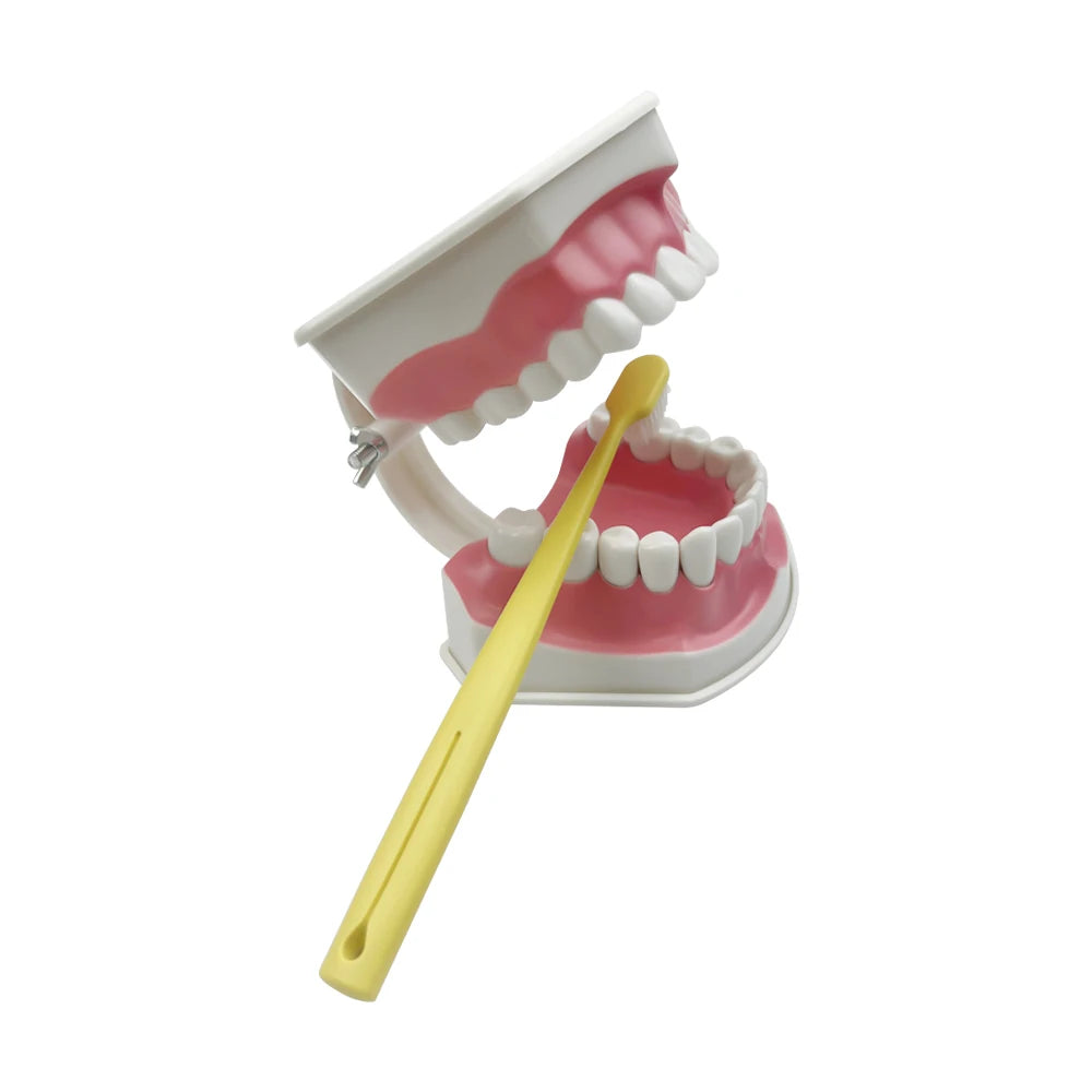 Standard Dental Teaching Model with toothbrush For Technician Practice Replacement Teeth Dentist Students Studying Education