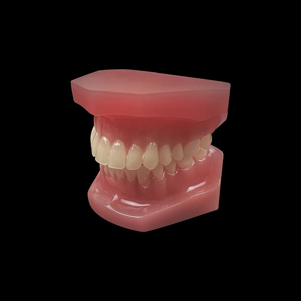 Normal Dental Teaching Model For Studying Teaching Education Tooth Model Oral Dentistry Medical Dental Research Communication