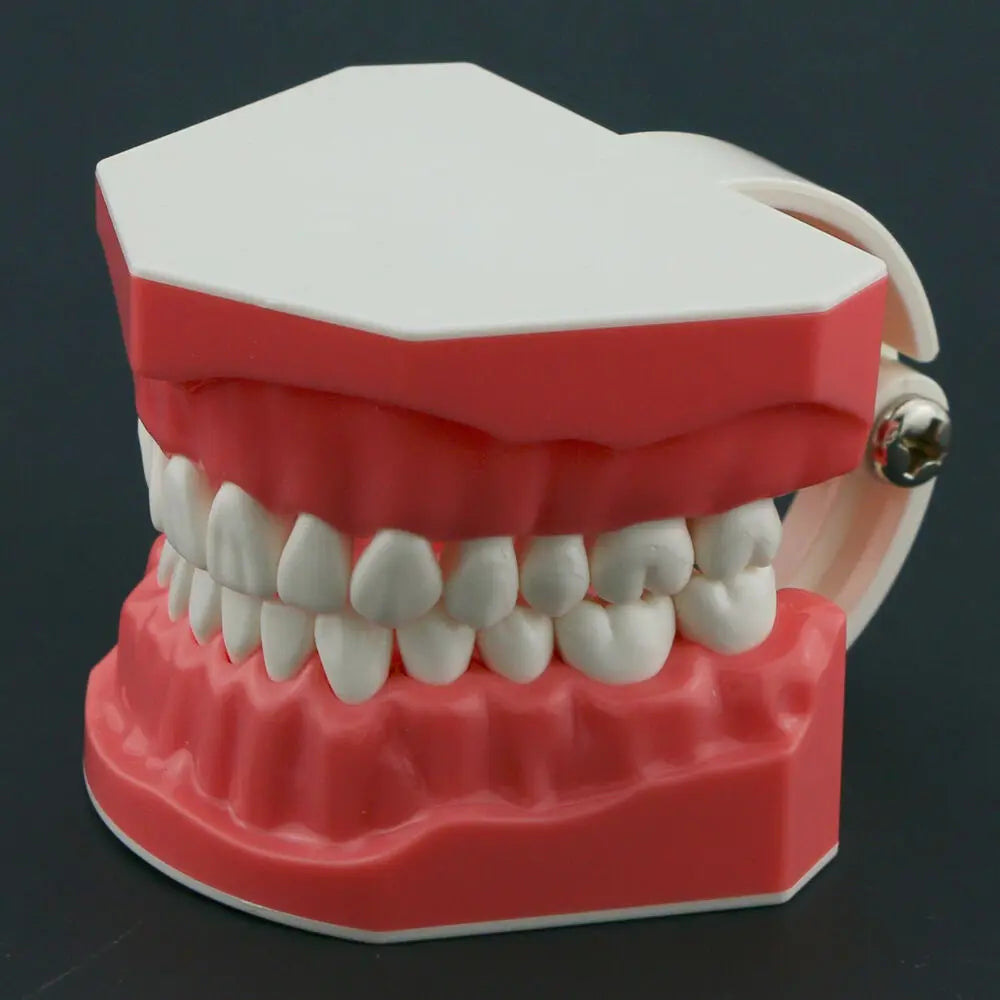 Dental Teaching Model Typoodnt Brushing Flossing Practice Studying Teeth Model Normal Standard Size Demo M7010-1