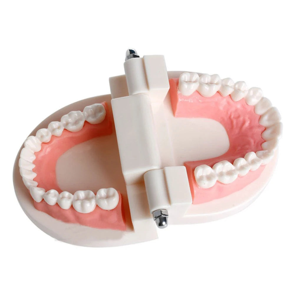 PVC Dental Consumable Teeth Models Oral Health Care Standard Small Dental Model Useful Home Furnishings Medical Teaching Aids