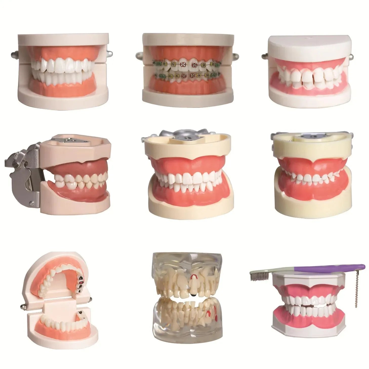 Detachable Dental Model Teaching Tool Oral False Teeth Brushing Model Resin Material Tooth Whitening Product