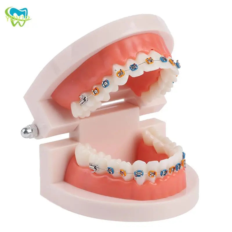 Dental Orthodontic Teeth Model Tooth Model with Metal Bracket Braces School Dental Teaching Equipment