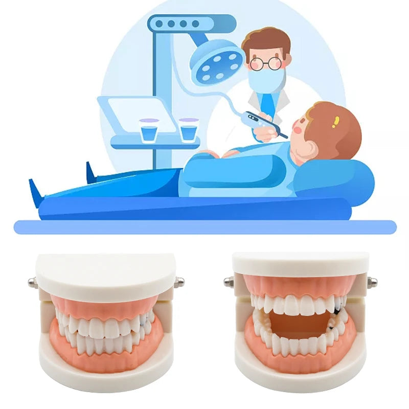 1pc Dental Teaching Teeth Model Children Kid Study Cavities Model Demonstration Tool  Standard Dentist Student Decay Model