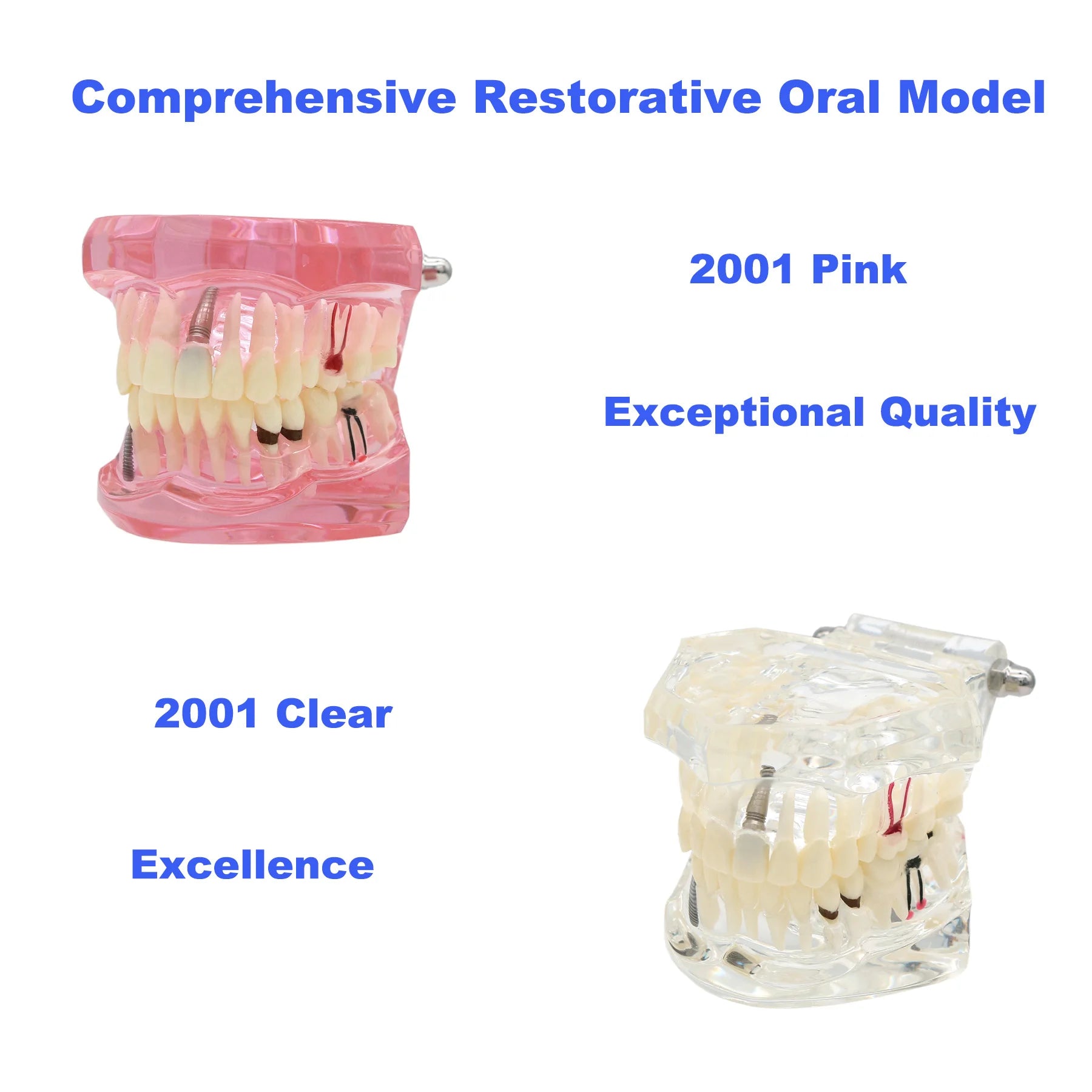 Multiple Types Dental Teeth Model Teaching Models Typodont Orthodontic Model For Studying Dentistry Products Demo