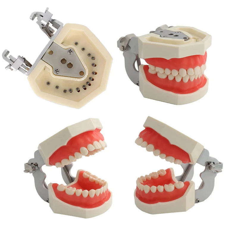 Dental Teeth Model For Dental Technician Practice Training Studyting   Dentistry Typodont Models With Removable Tooth For NISSIN
