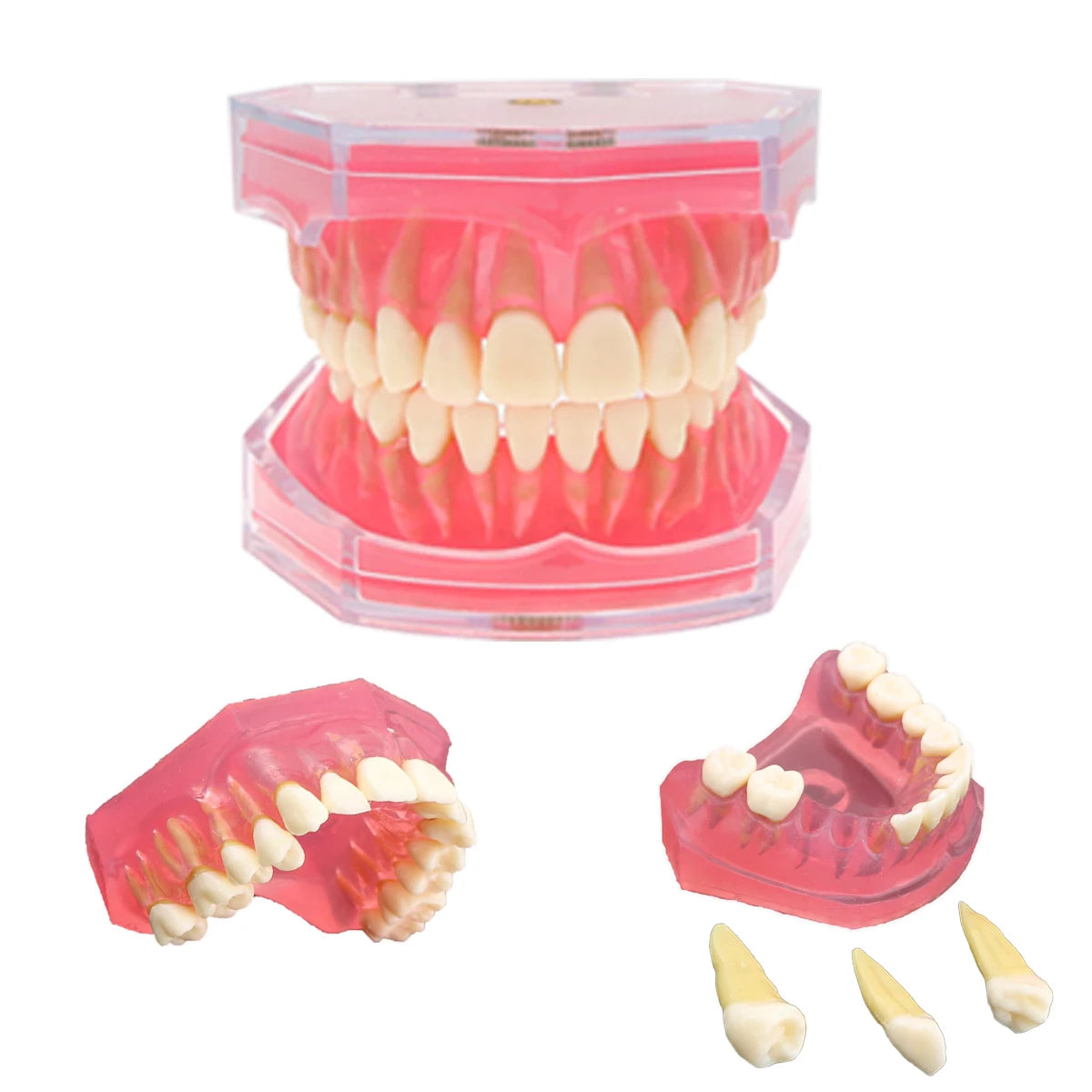 Dental Model 28Pcs Removable Teeth Model Detachable Implant Dentist Teaching Research Fit Standard Soft Rubber Simulation Cheek