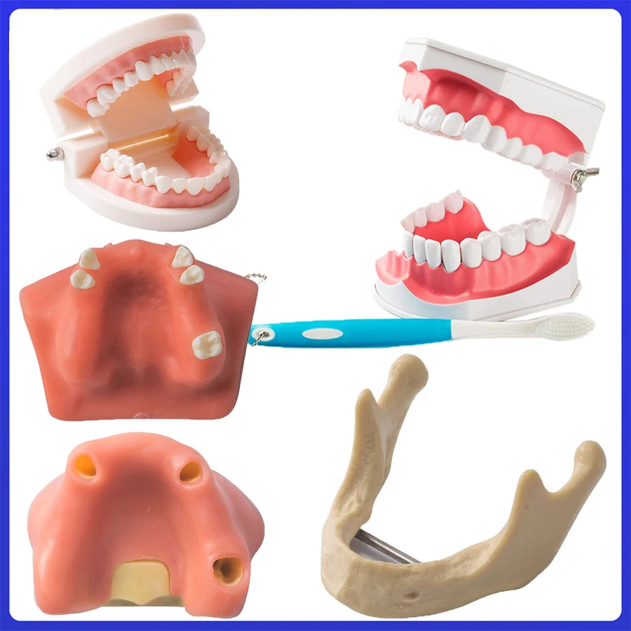 Dental Teeth Model Dental Teaching Models Implant Typodont Removable Dentistry Model Training Studying Patient Education Demo