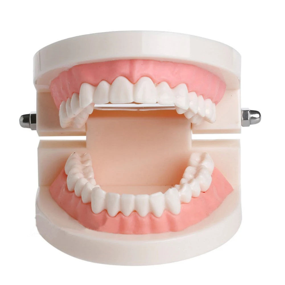 PVC Dental Consumable Teeth Models Oral Health Care Standard Small Dental Model Useful Home Furnishings Medical Teaching Aids