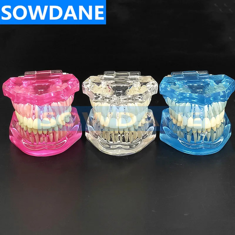 1pc Dental Standard Tooth Model Orthodontic Model for Patient Communication Dental Study Clinic Model Tool Unremovable Teeth