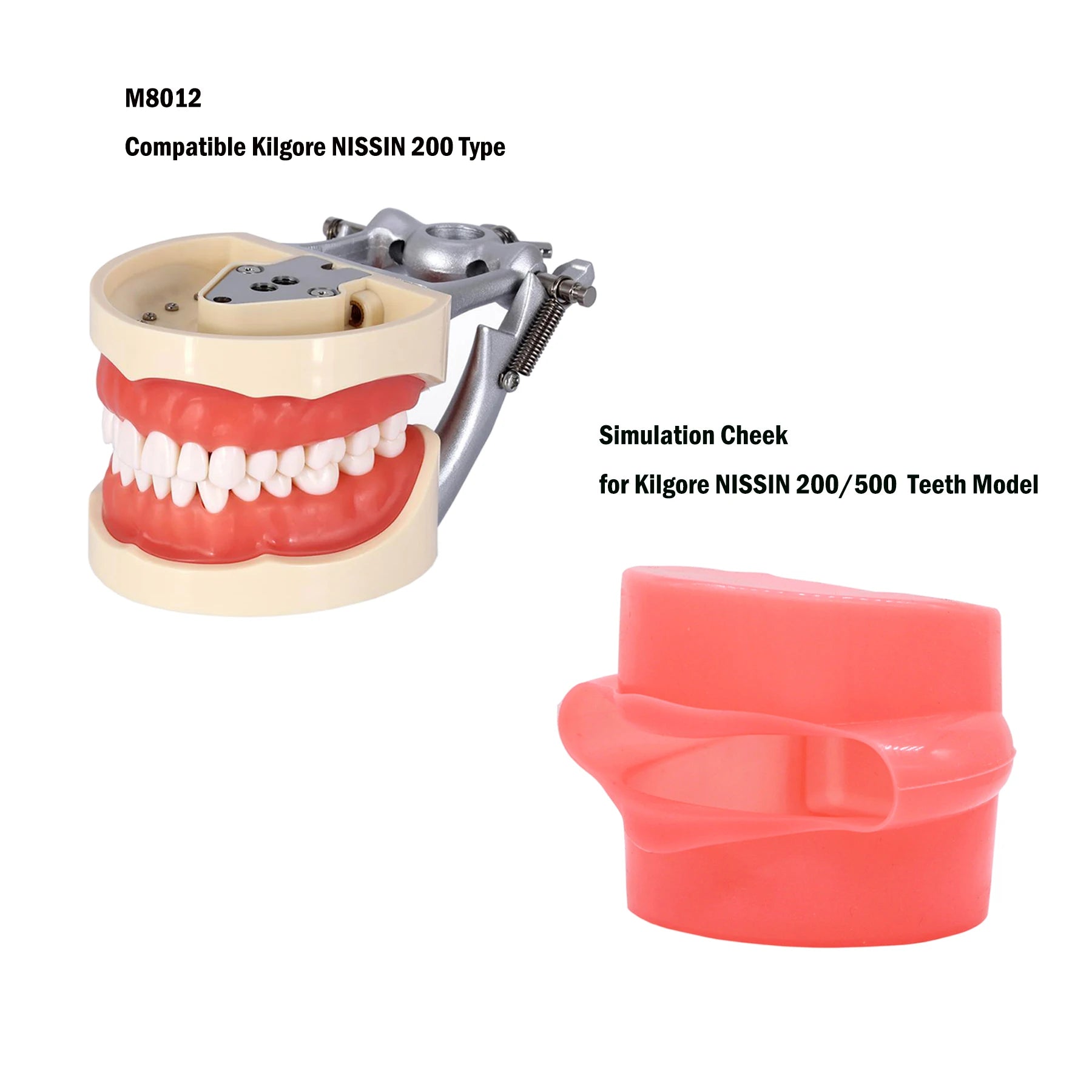 Dental Teaching Model With Removable 32pcs Tooth For Kilgore NISSIN 200 Type For Teaching Demo