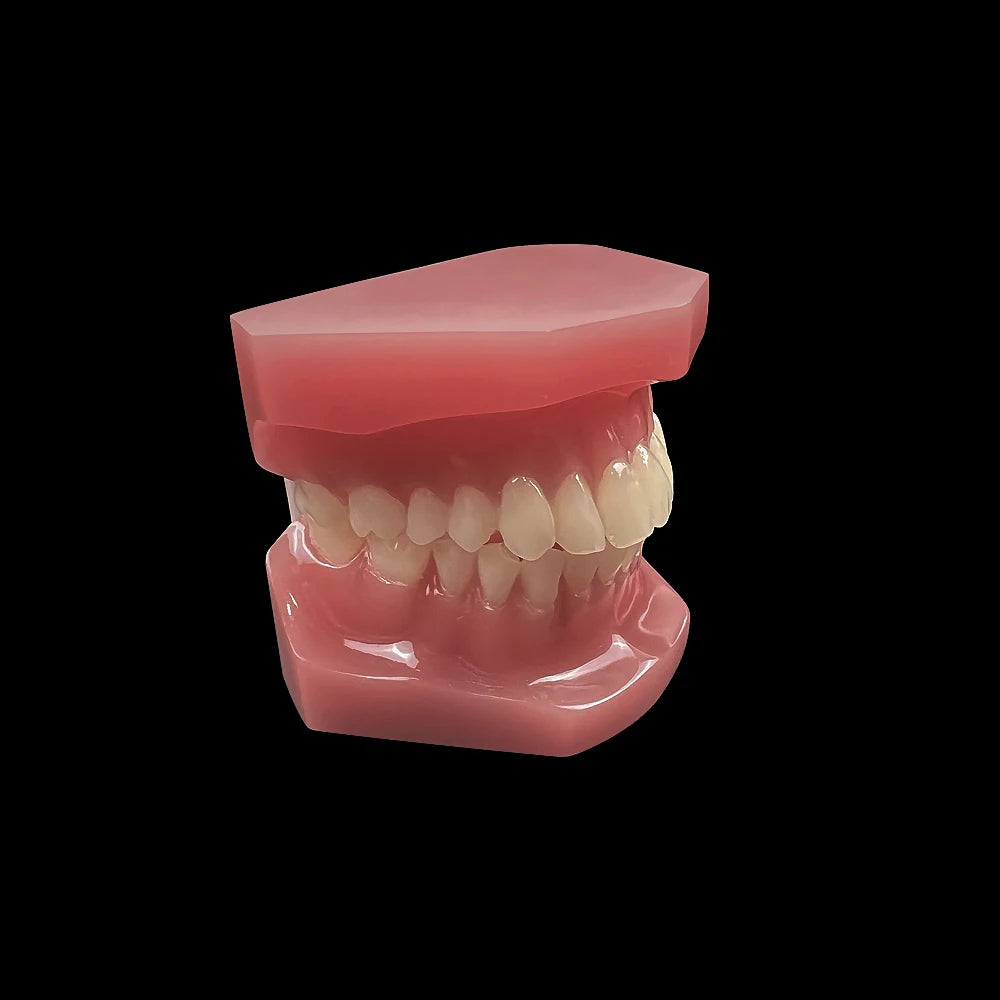 Normal Dental Teaching Model For Studying Teaching Education Tooth Model Oral Dentistry Medical Dental Research Communication