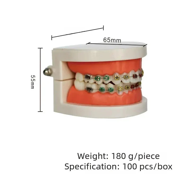 Dental Orthodontic Model Metal Ceramic Comparison Tray Archwire Display Model
