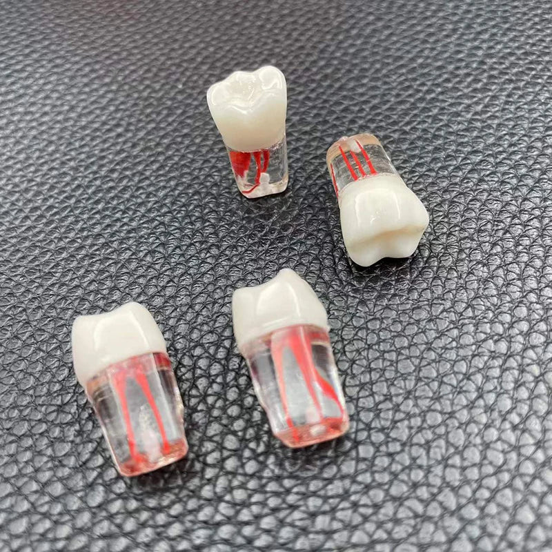 1pcs Tooth Model Root Practice Pulp Cavity Clear Resin Teaching Teeth Model For Student Study Science Equipmenent